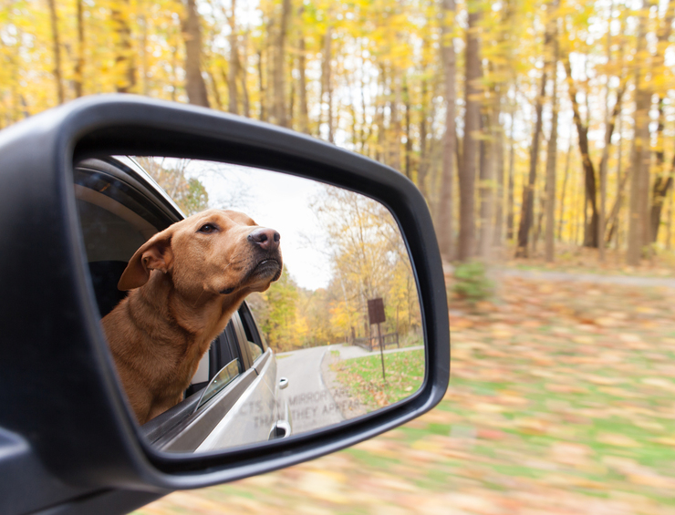 Pet Travel Safety: Traveling in the Car With Your Furry Friends